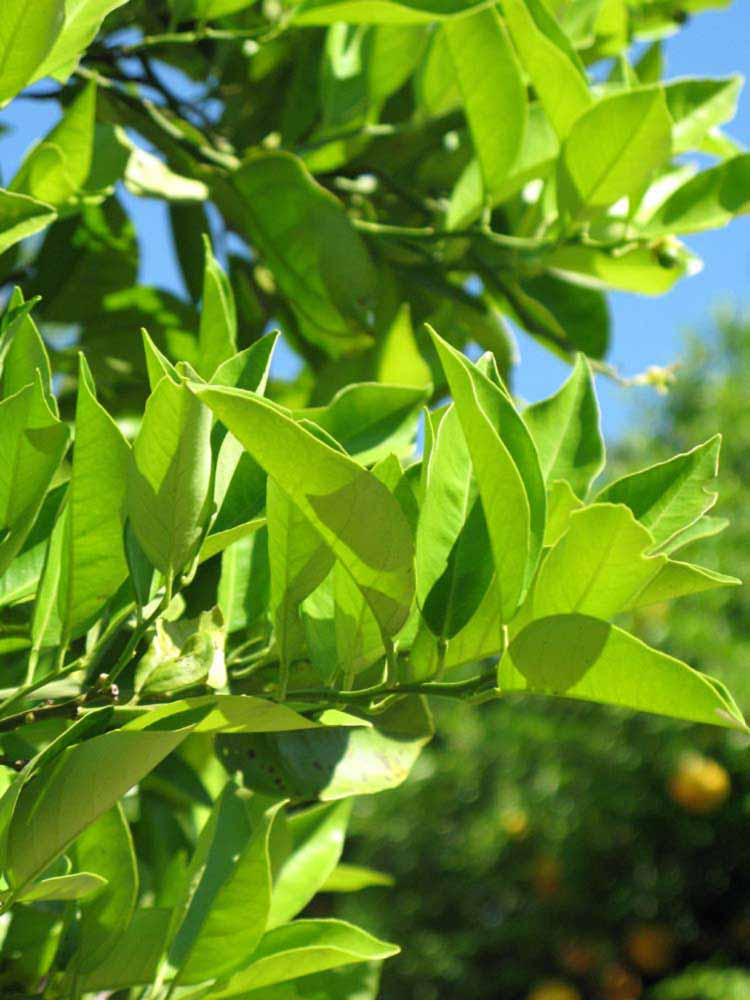              Sun leaves (Winter Haven, FL)       